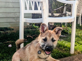 Border terrier x