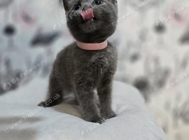 Beautiful Playful Kittens