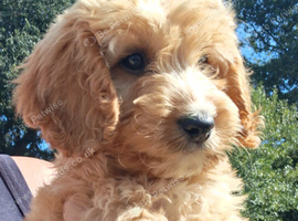 Cockapoo puppies for sale.