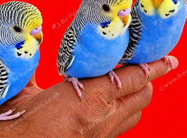 Super silly hand tamed baby budgies