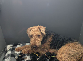 Superb KC registered Airedales sired by champion!