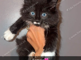 Maine coon Kittens