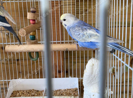 Rainbow baby budgie, boy.