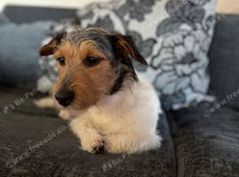 Jack Russell x patterdale 1 year old