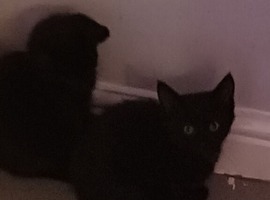 Twin kittens for sale