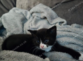 Kittens male and female