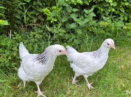 Light Sussex Pullets