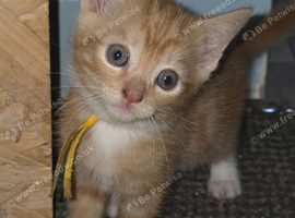 Ginger kittens