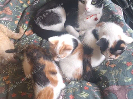 Female 8 week old kittens