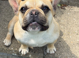 Beautiful 1-Year-Old French Bulldog (Molly) &ndash; &pound;550