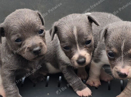Jack Russell puppies