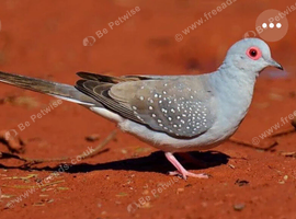 Diamond doves for sale