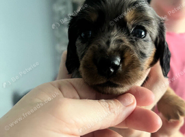 Minature dachshund