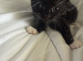 Kittens for sale
