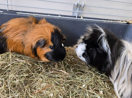 MALE PIGS
