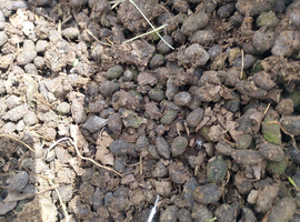 Alpaca manure