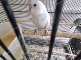 Baby budgies