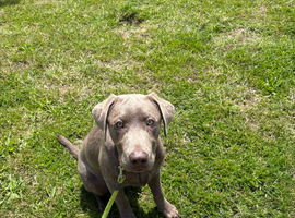 Sliver Labrador