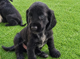 Cocker spaniel puppies