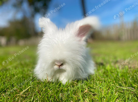 Angora boys