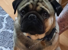 Looking to rehome my boy x
