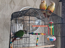 Male cheeked conure 2 year old talks
