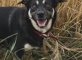3-year-old female Border Collie &ndash; needs a new home