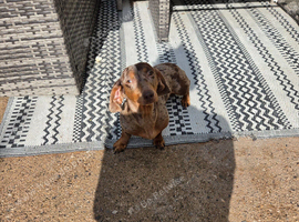 Female Dachound