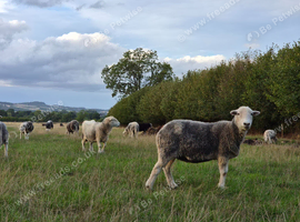 Herdwick ewes and lambs