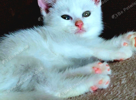 Pure white male kitten