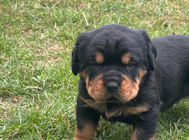 Beautiful Rottweiler girl
