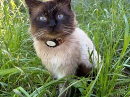 Male ragdoll