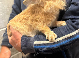 Lionhead buck