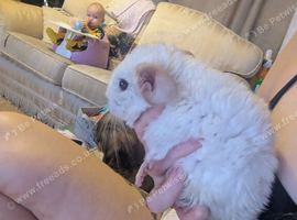 2 male chinchillas