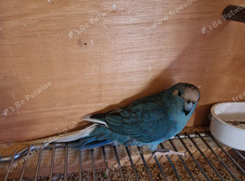 Kakariki male