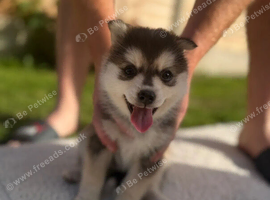 Pomsky puppies 2 available