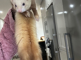 Male ferret for sale