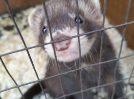 Beautiful 3 Month Old Ferret For Sale