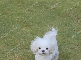 Korean maltese girl