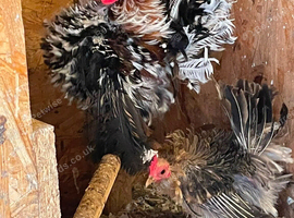 Pair of frizzle serama