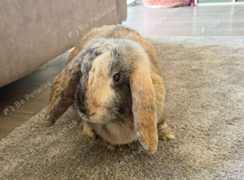 2 female rabbits