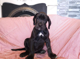 Great Dane Puppies