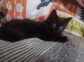 1 beautiful kitten looking for a forever home