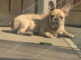 French Bulldog