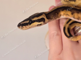 Lovely Female Royal python.