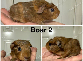 Baby guinea pigs