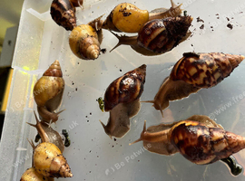 Rodatzi and Wild type Lissachatina fulica