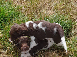 Gorgeous English Springer Spaniel Puppies