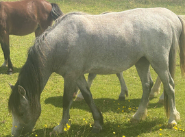 Section A 2 year old Filly