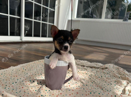 Jack Russell short leg girl puppy
